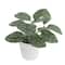 Assorted Micro Plant in White Pot by Ashland&#xAE;, 1pc.